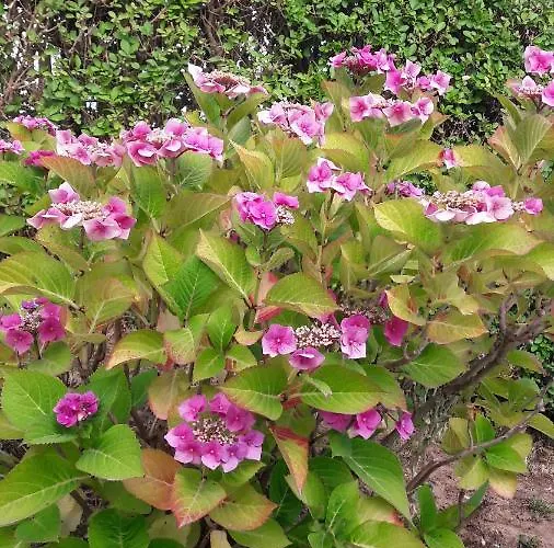 Aux Premieres Loges Villa *